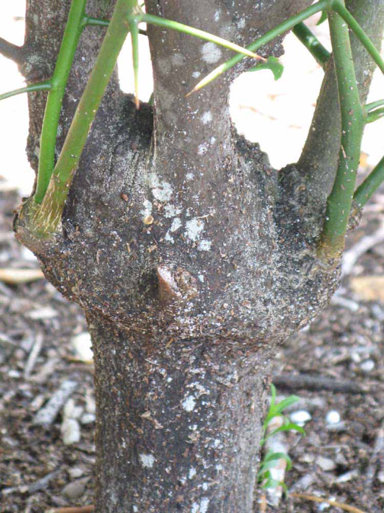            Bark (Winter Haven, FL)   